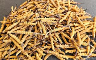 2026年西藏那曲優(yōu)質冬蟲夏草市場價詳解